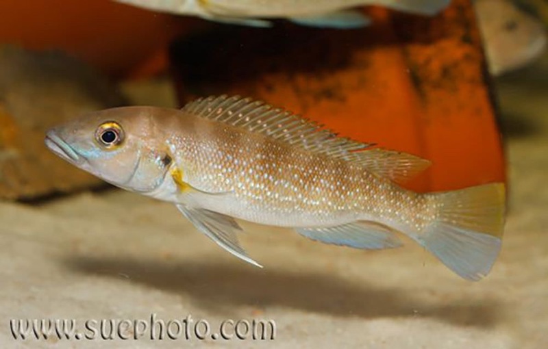 Neolamprologus cunningtoni 'Cape Chaitika'